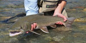 Bull trout elk river fernie canada