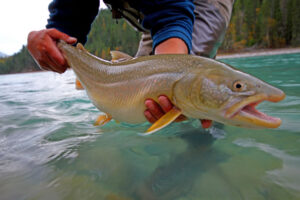 Bull trout elk river fernie canada