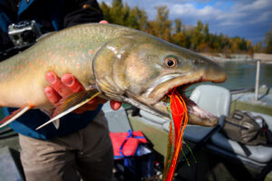 Bull trout elk river fernie canada