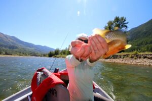 westslope cutthroat trout elk river fernie canada