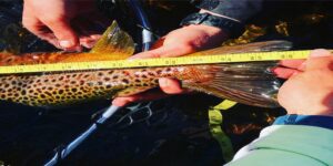 Brown trout fly fishing Patagonia Chile