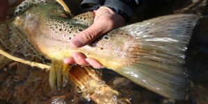 Brown trout fly fishing Patagonia Chile