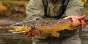 Brown trout fly fishing Patagonia Chile